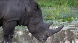 Rhino Africa South African Safari